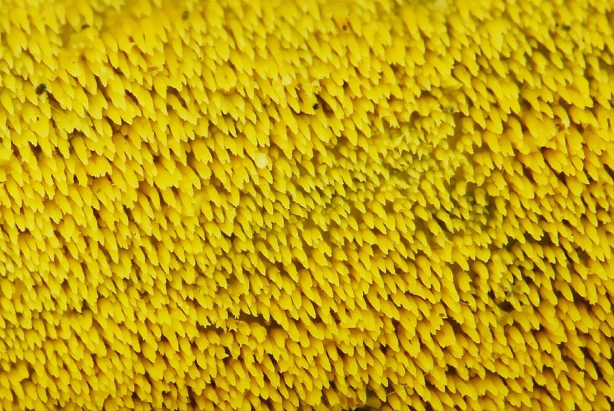 Mycoacia uda (door Willy Heimeriks)