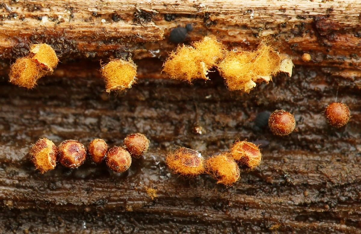 Trichia botrytis (door Willy Heimeriks)