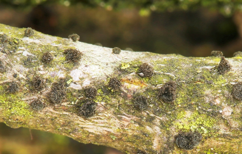 Corynespora olivacea (door Willy Heimeriks)