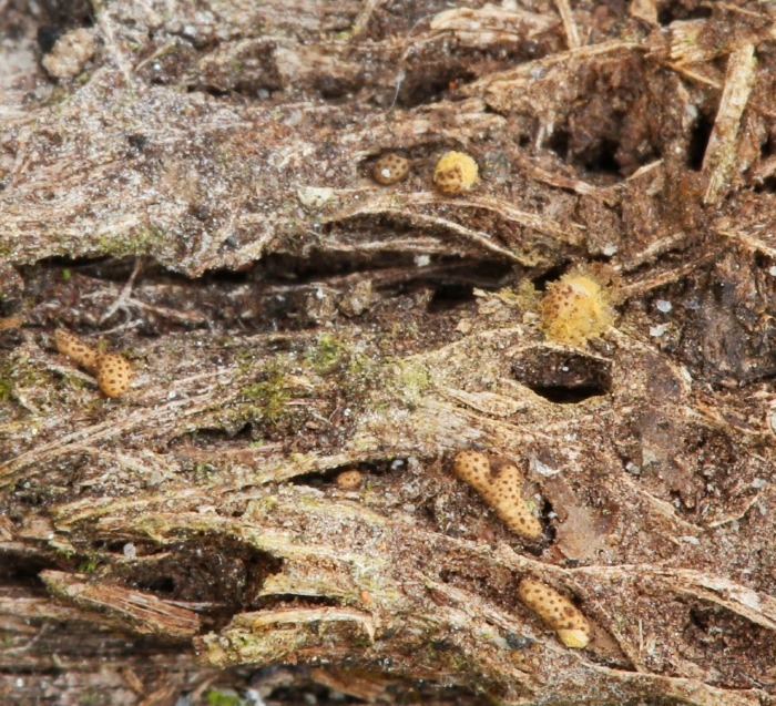 Hemitrichia pardina (door Willy Heimeriks)