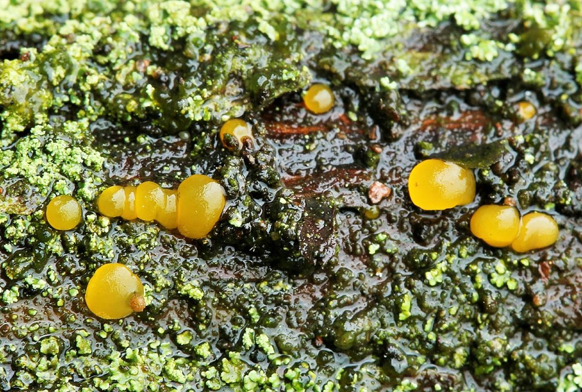 Dacrymyces minor (door Willy Heimeriks)