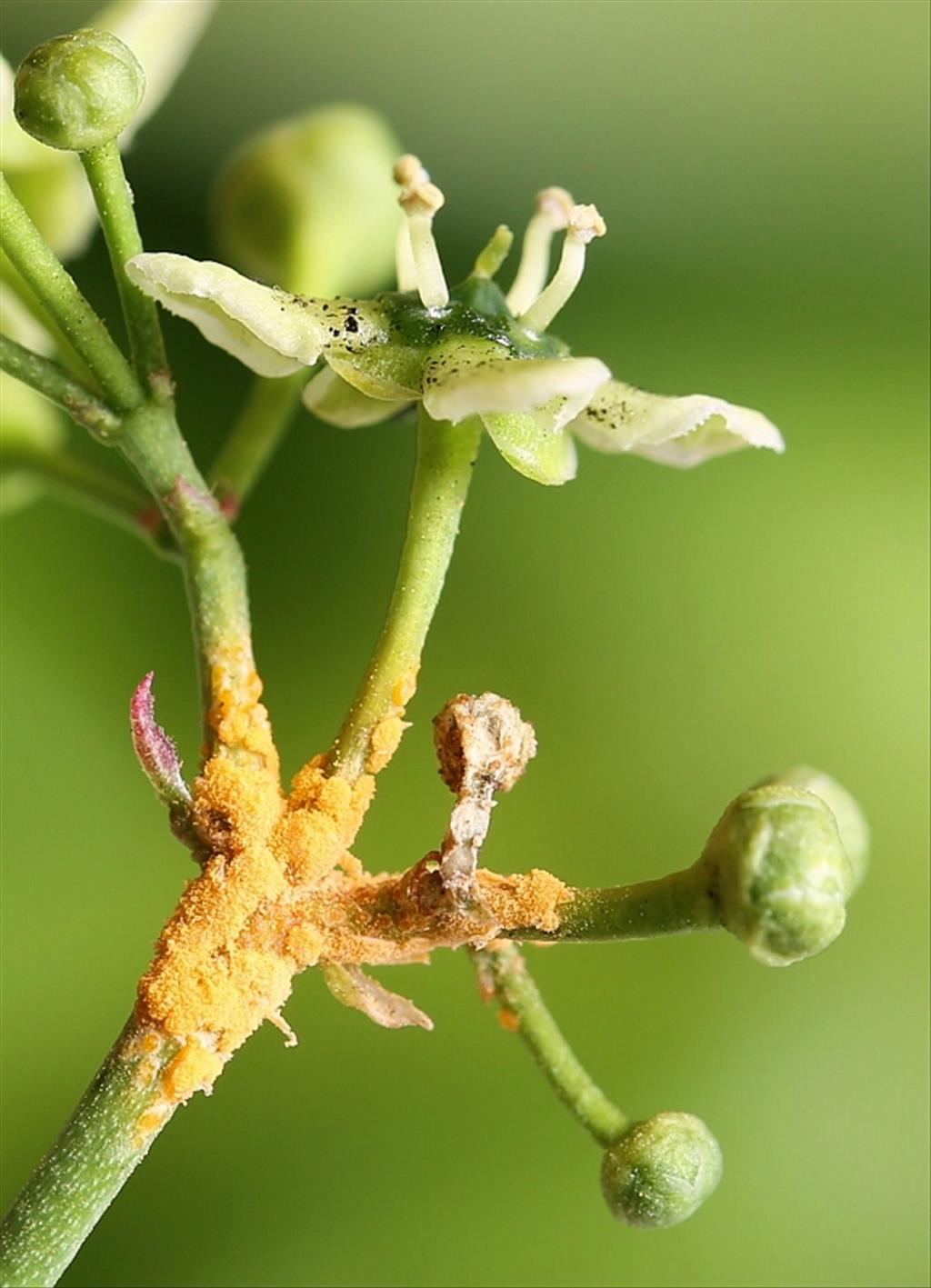 Melampsora epitea (door Willy Heimeriks)