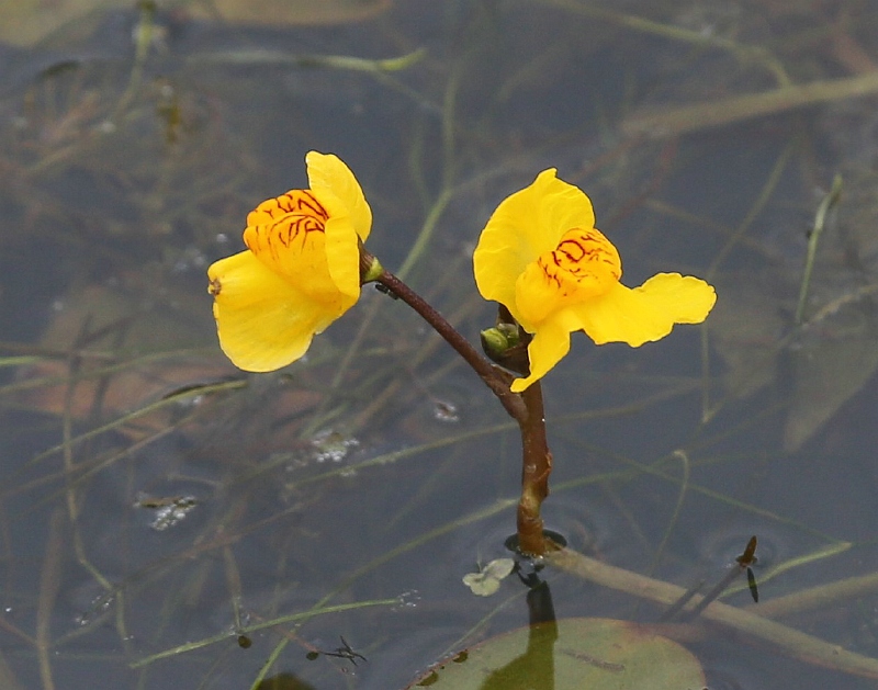 Utricularia australis (door Willy Heimeriks)