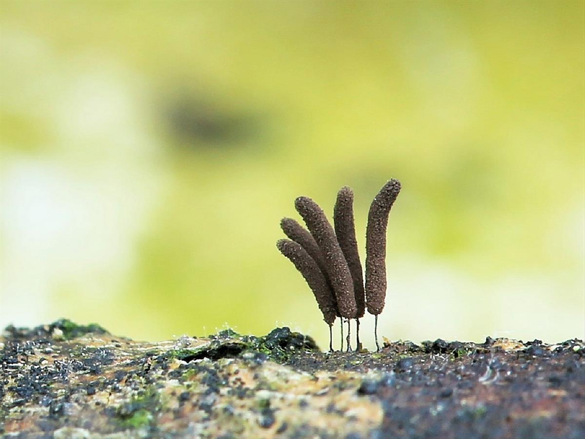 Stemonitopsis amoena (door Willy Heimeriks)