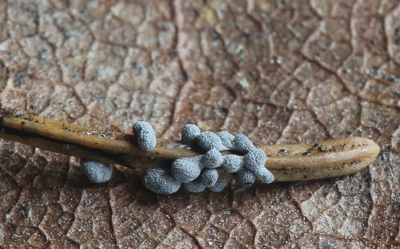 Physarum cinereum (door Willy Heimeriks)