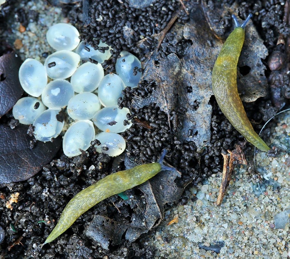 Limacus flavus (door Willy Heimeriks)