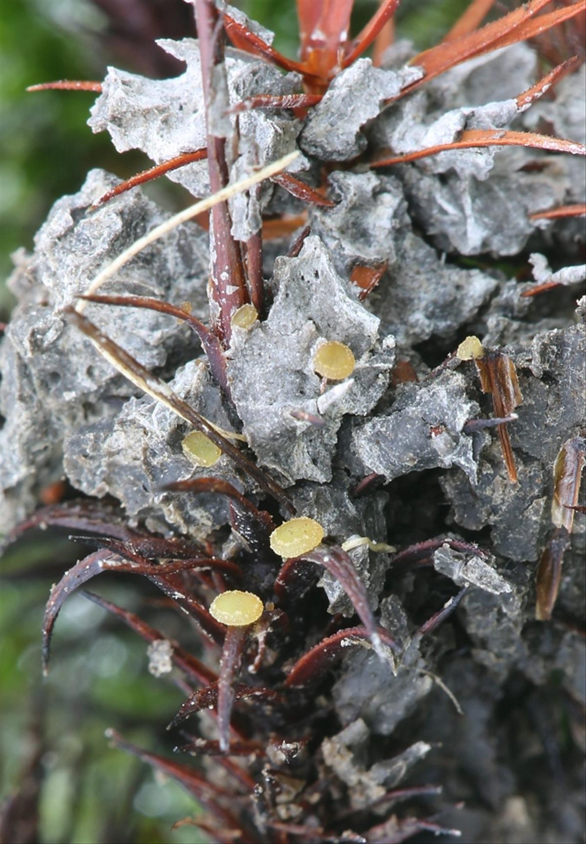 Ascobolus crenulatus (door Willy Heimeriks)