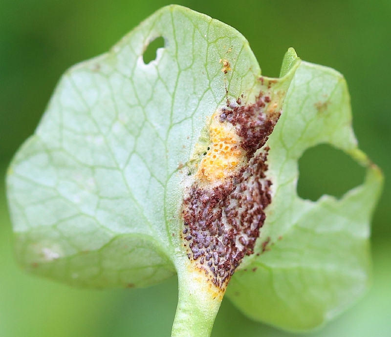 Uromyces ficariae (door Willy Heimeriks)