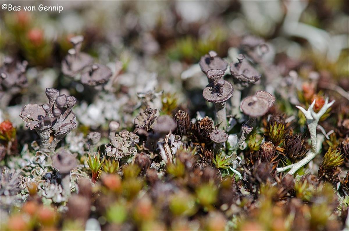 Cladonia verticillata (door Bas van Gennip)