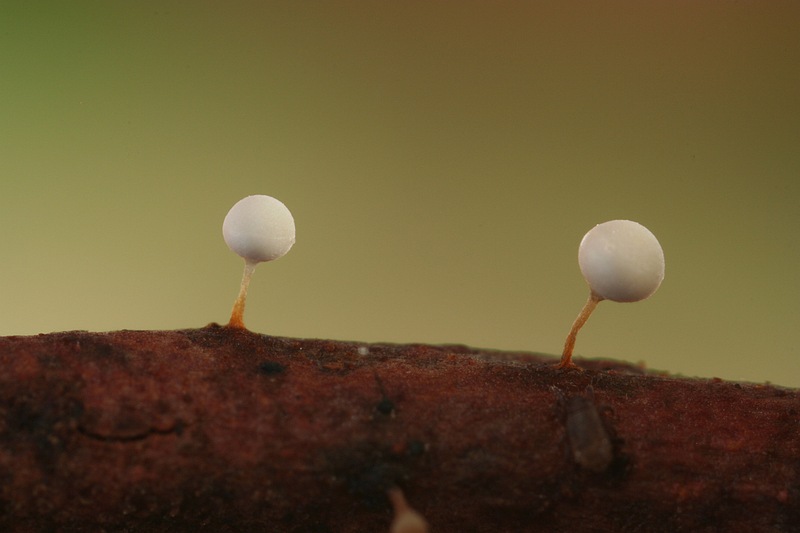 Arcyria globosa (door joke broersen)