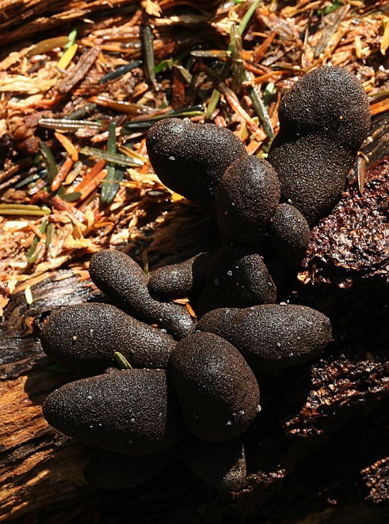 Xylaria polymorpha (door Willy Heimeriks)