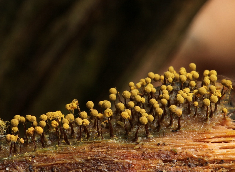 Cribraria aurantiaca (door Willy Heimeriks)