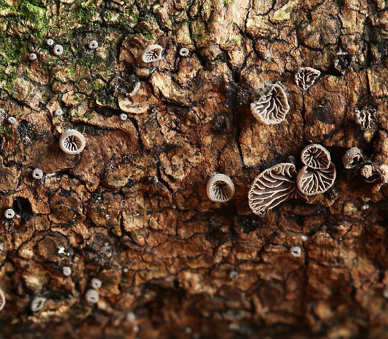 Resupinatus applicatus (door Willy Heimeriks)