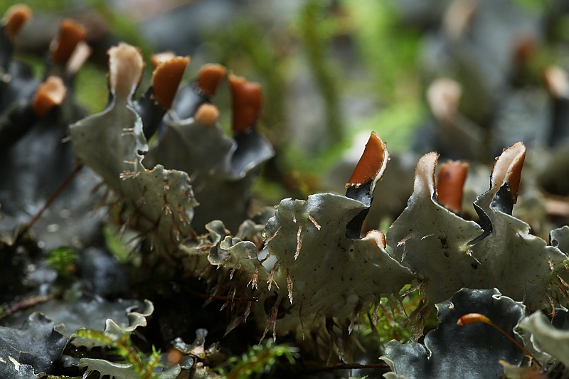 Peltigera hymenina (door Willy Heimeriks)