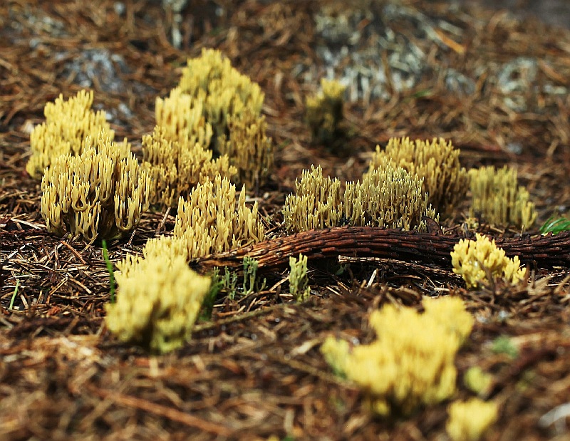 Ramaria abietina (door Willy Heimeriks)