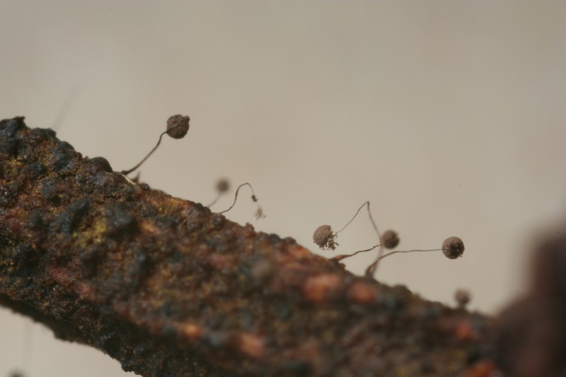 Paradiacheopsis longipes (door joke broersen)