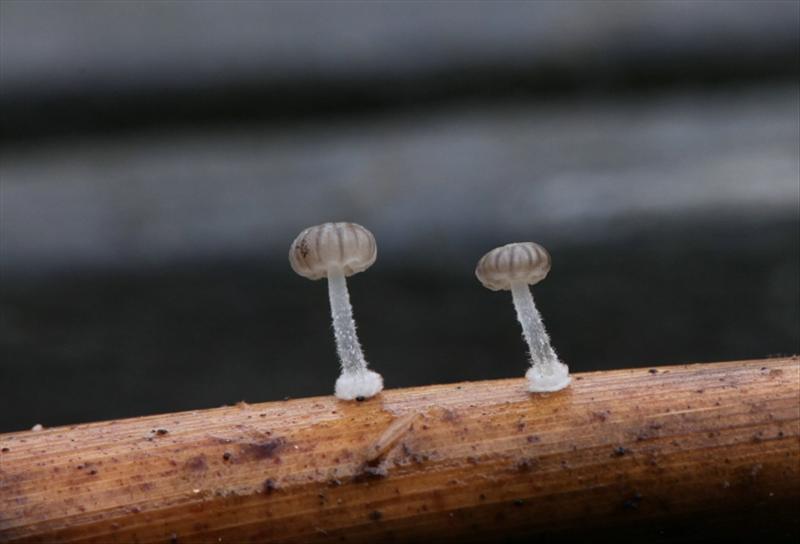 Mycena bulbosa (door Willy Heimeriks)