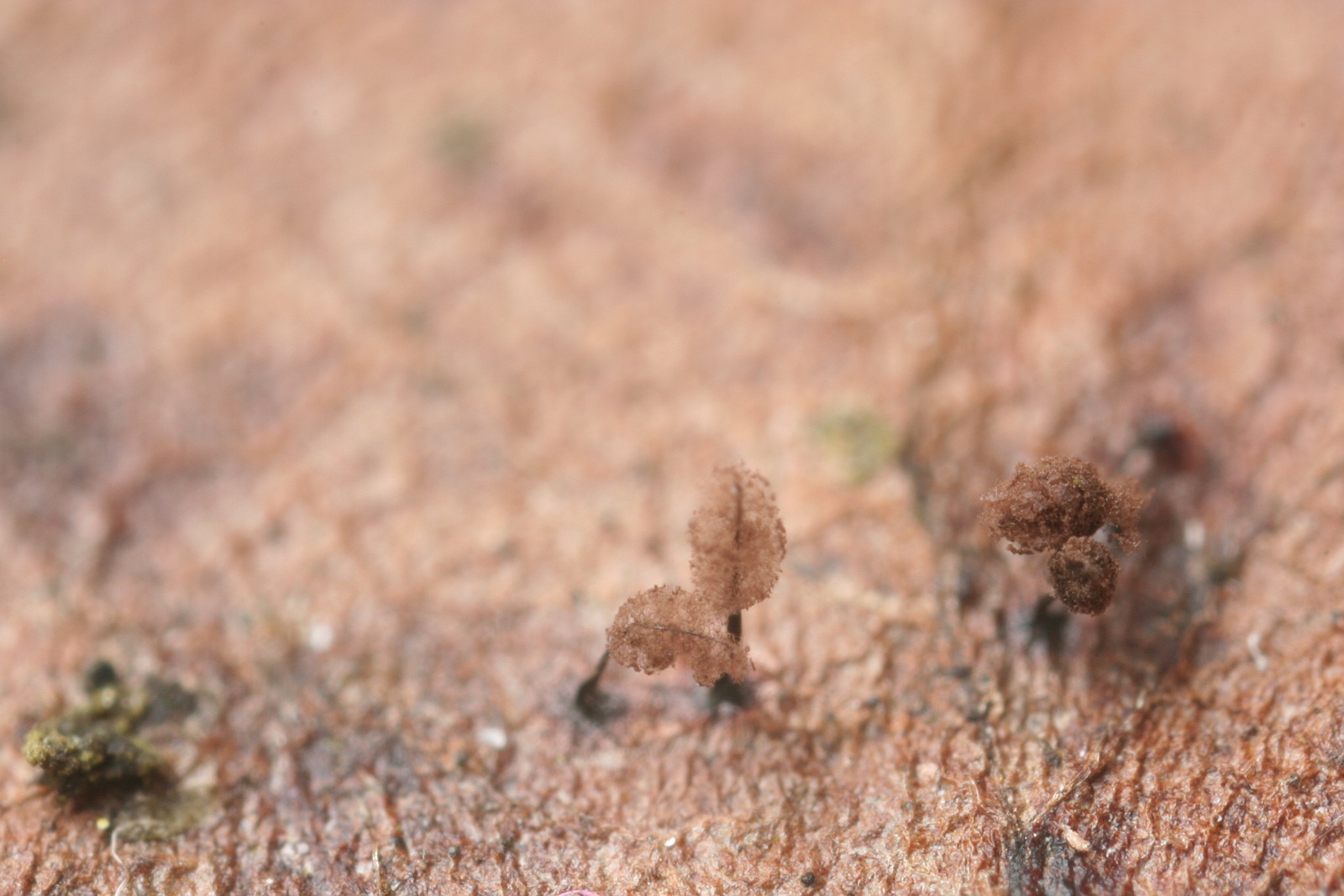 Comatricha pulchelloides (door Joke Broersen)