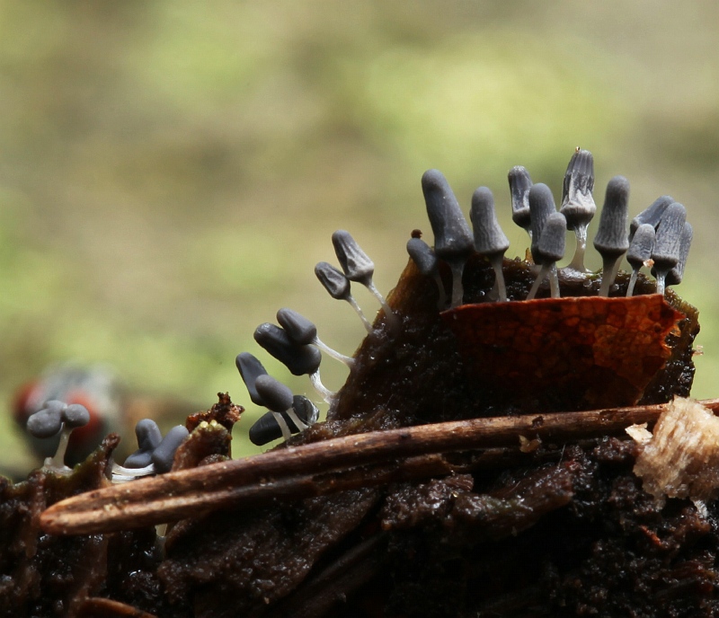 Arcyria cinerea (door Willy Heimeriks)