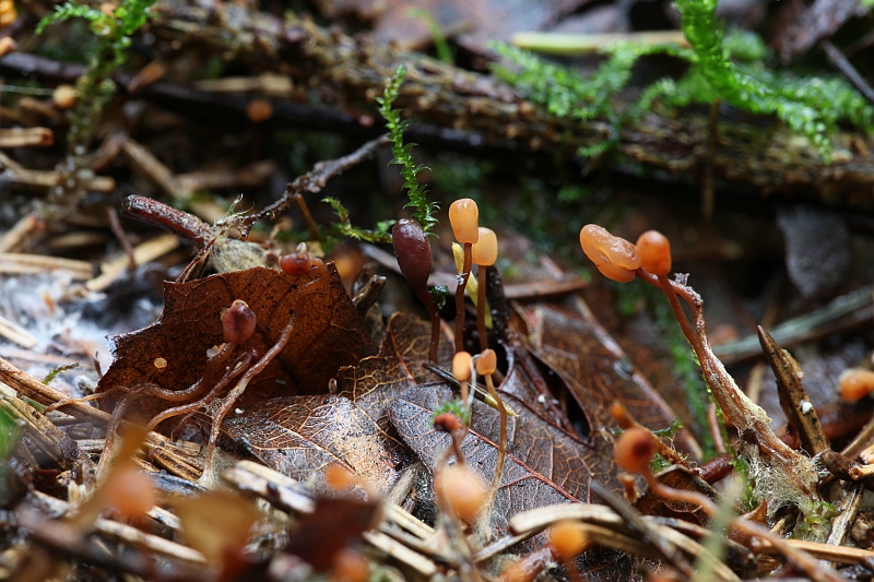 Heyderia abietis (door Willy Heimeriks)