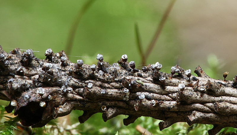 Craterium leucocephalum (door Willy Heimeriks)