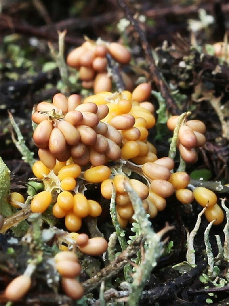 Leocarpus fragilis (door Willy Heimeriks)