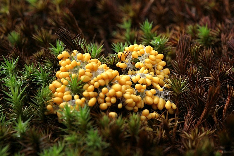 Leocarpus fragilis (door Willy Heimeriks)