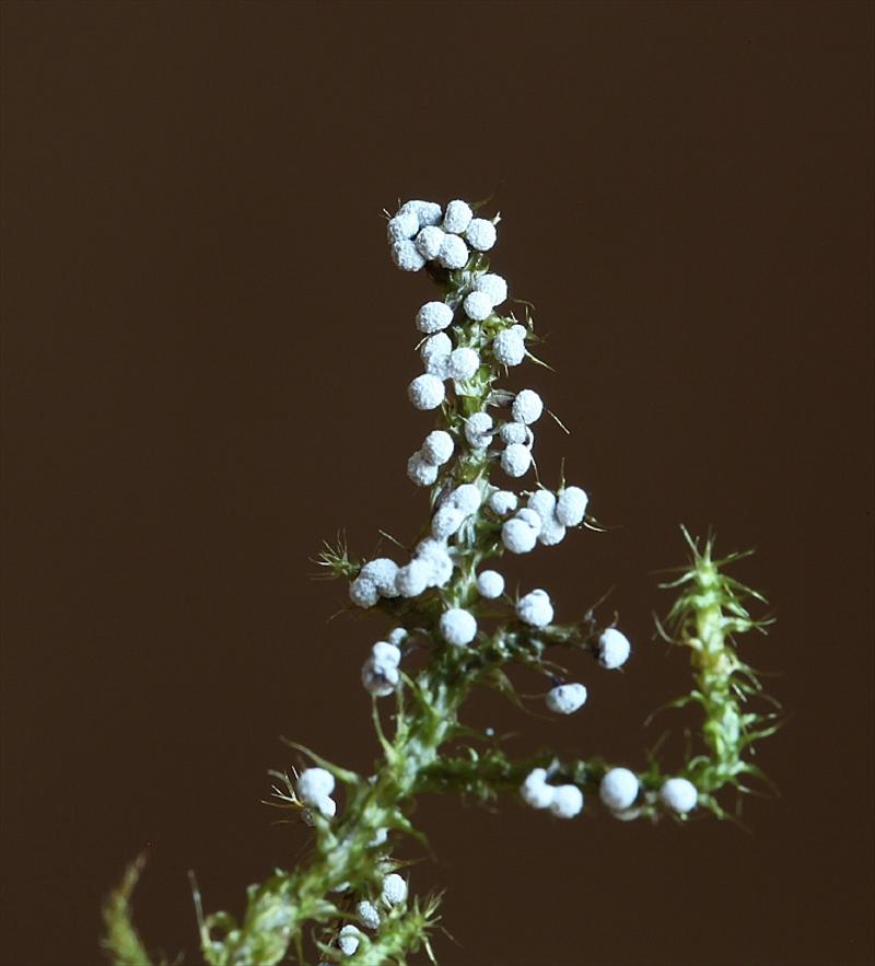 Didymium melanospermum (door Willy Heimeriks)