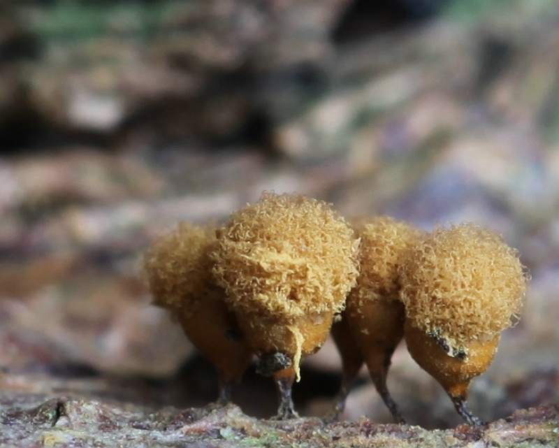 Hemitrichia calyculata (door Willy Heimeriks)