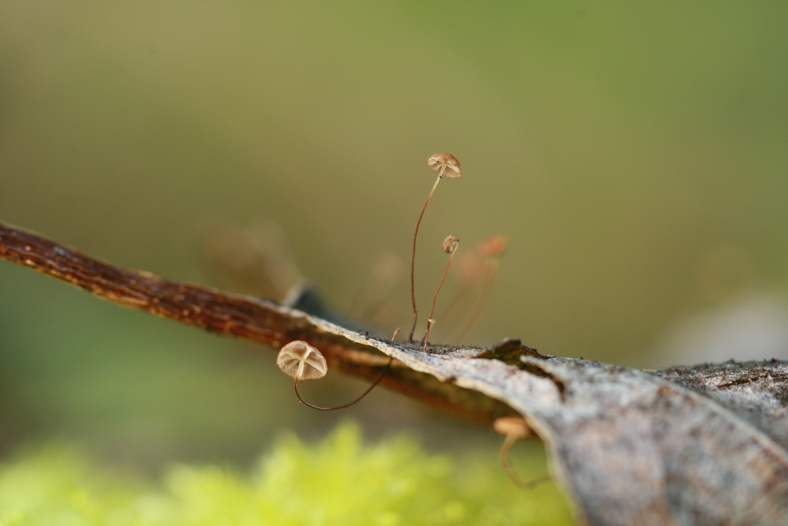 Marasmius minutus (door Joke Broersen)