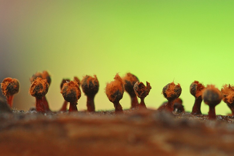 Metatrichia floriformis (door joke broersen)