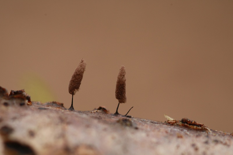 Stemonitopsis microspora (door joke broersen)