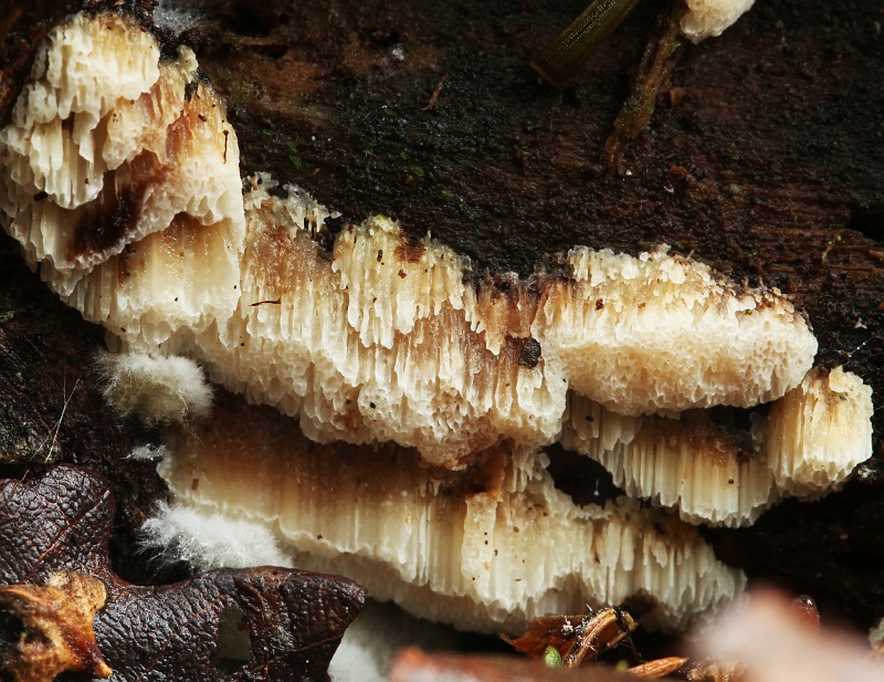 Oxyporus corticola (door Willy Heimeriks)