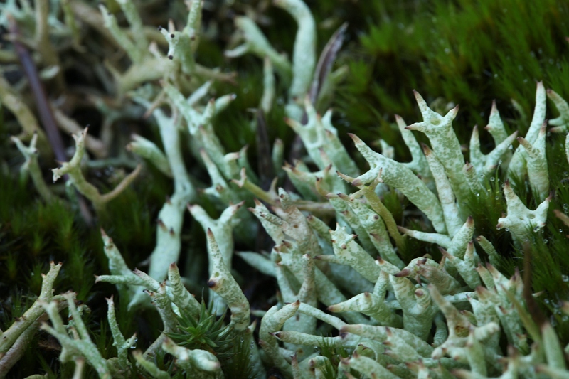 Cladonia uncialis (door Willy Heimeriks)