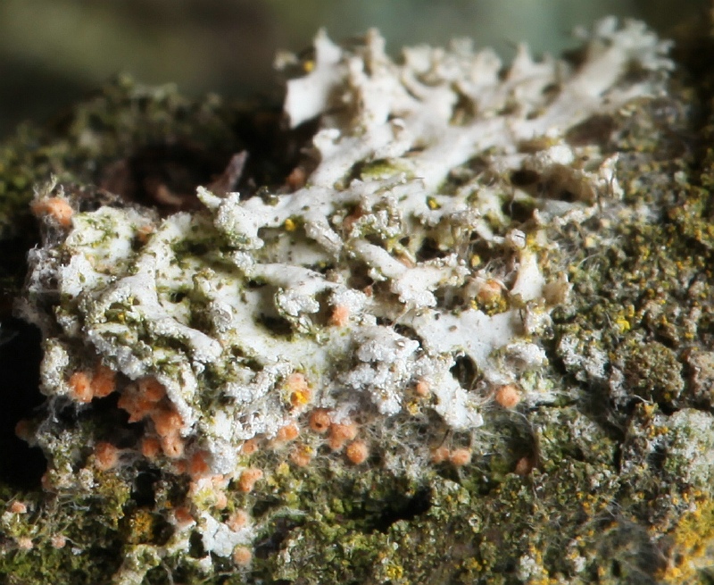 Paranectria oropensis (door Willy Heimeriks)