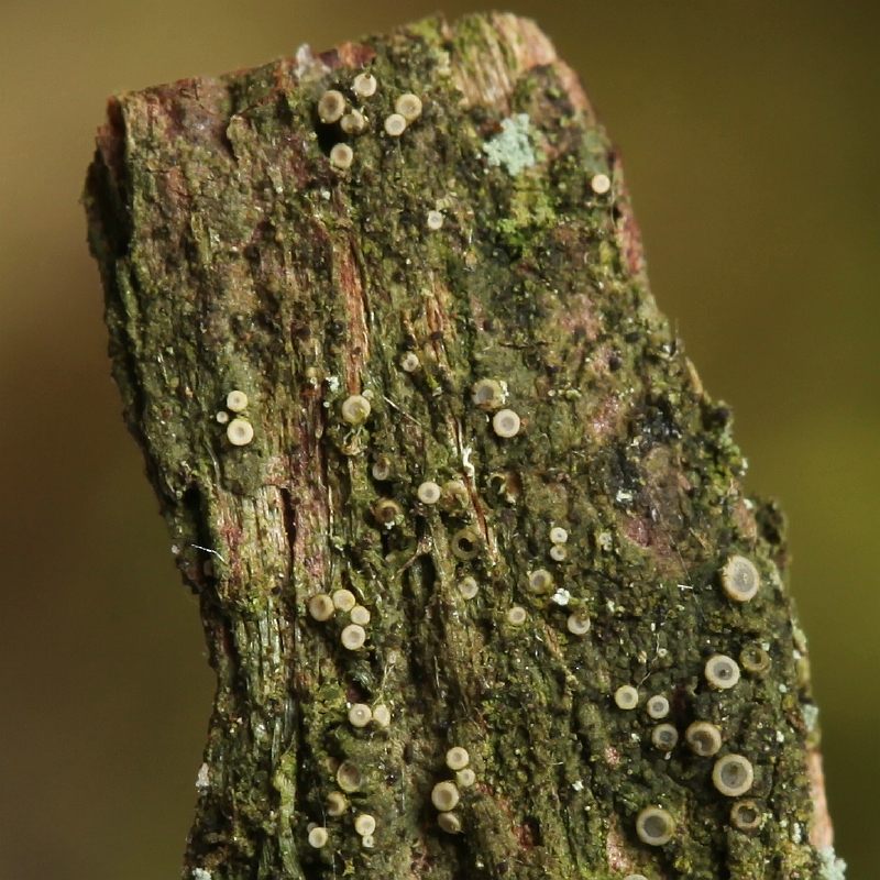 Coenogonium pineti (door Willy Heimeriks)