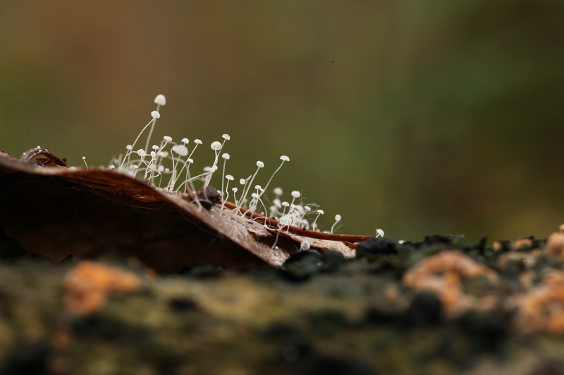 Mycena capillaris (door Willy Heimeriks)