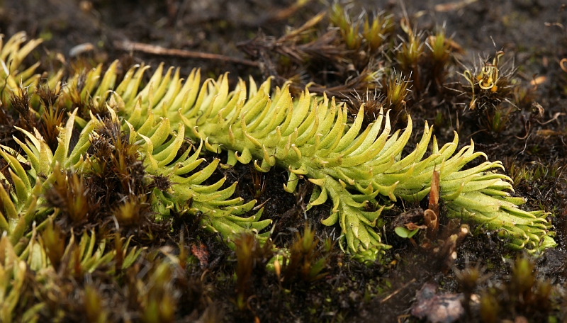 Lycopodiella inundata (door Willy Heimeriks)