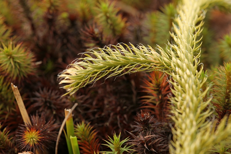 Lycopodium clavatum (door Willy Heimeriks)