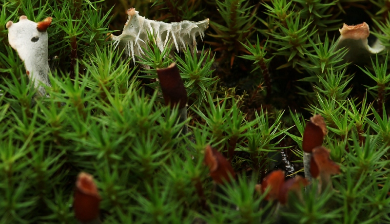 Peltigera didactyla (door Willy Heimeriks)