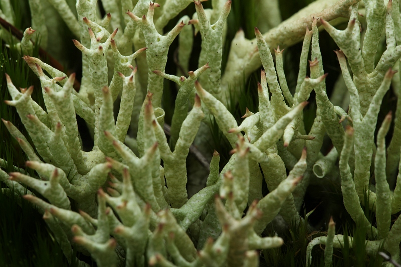 Cladonia uncialis (door Willy Heimeriks)