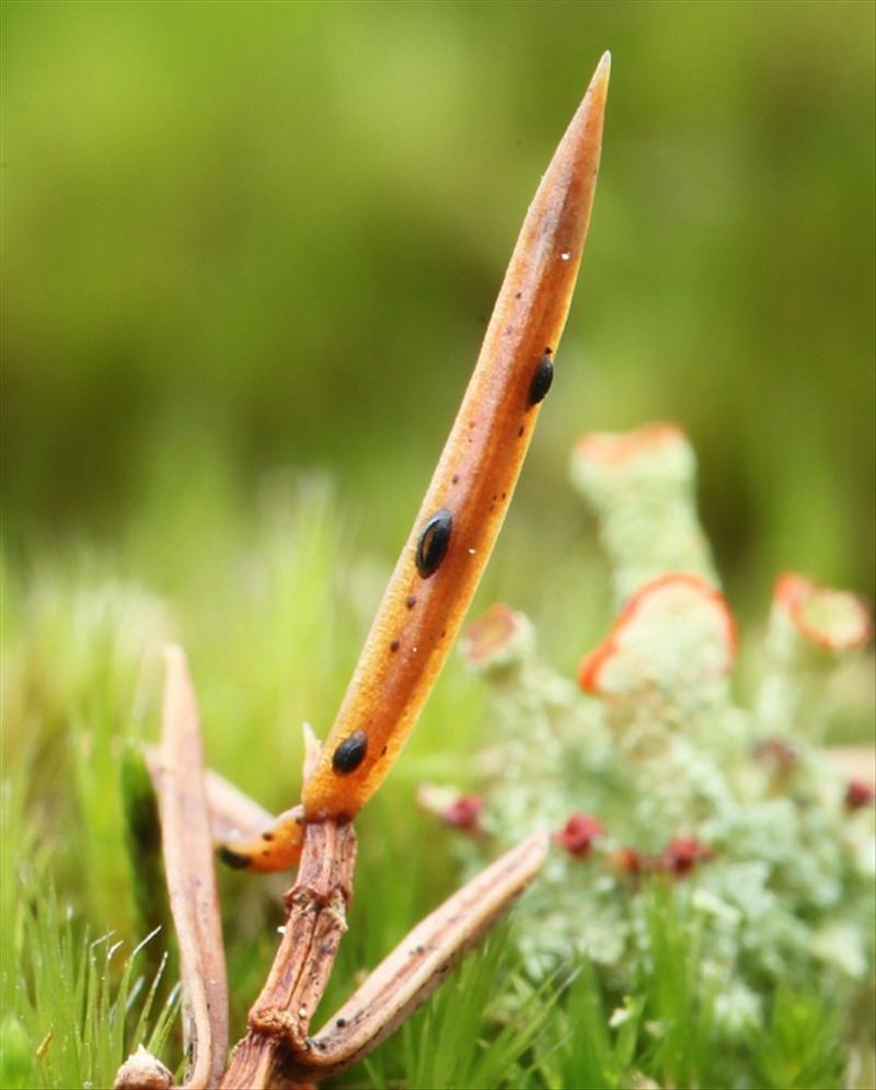 Lophodermium juniperinum (door Willy Heimeriks)