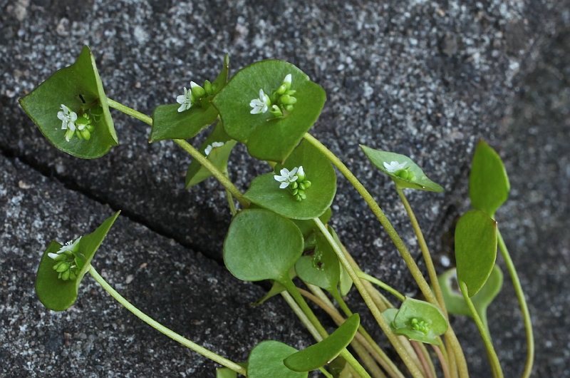 Claytonia perfoliata (door Willy Heimeriks)