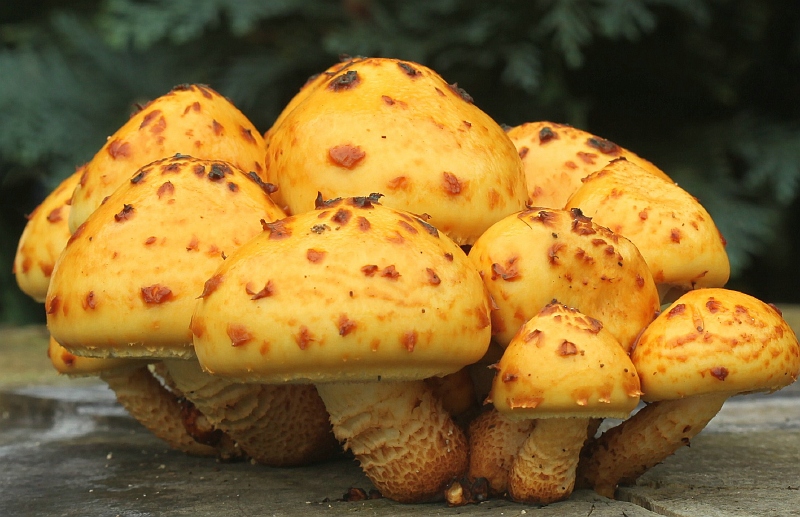 Pholiota adiposa (door Willy Heimeriks)