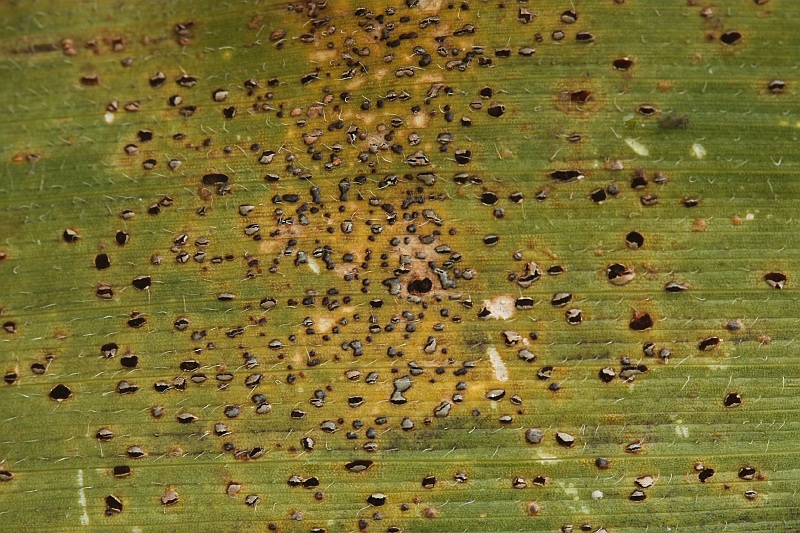 Puccinia sorghi (door Willy Heimeriks)