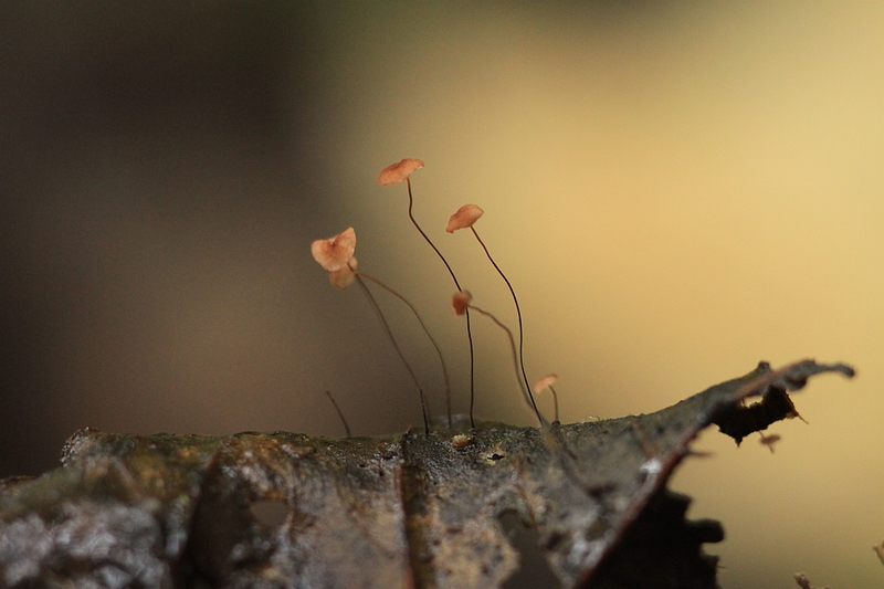 Marasmius minutus (door Joke Broersen)