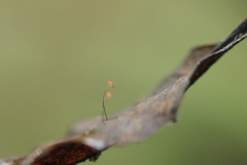 Marasmius minutus (door Joke Broersen)