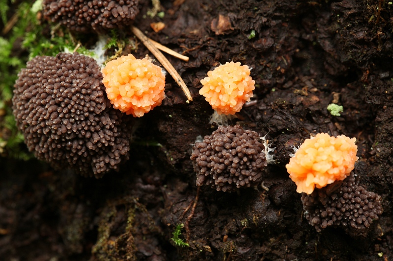 Tubifera arachnoidea (door Willy Heimeriks)