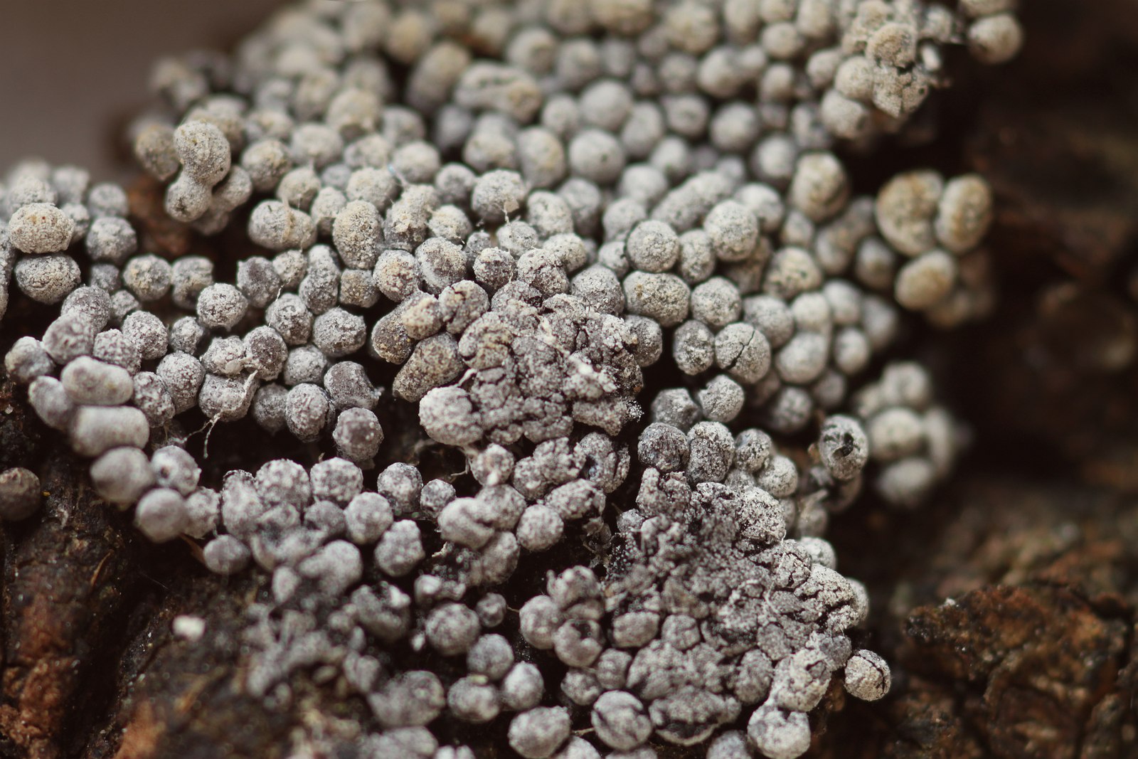 Physarum didermoides (door Joke Broersen)