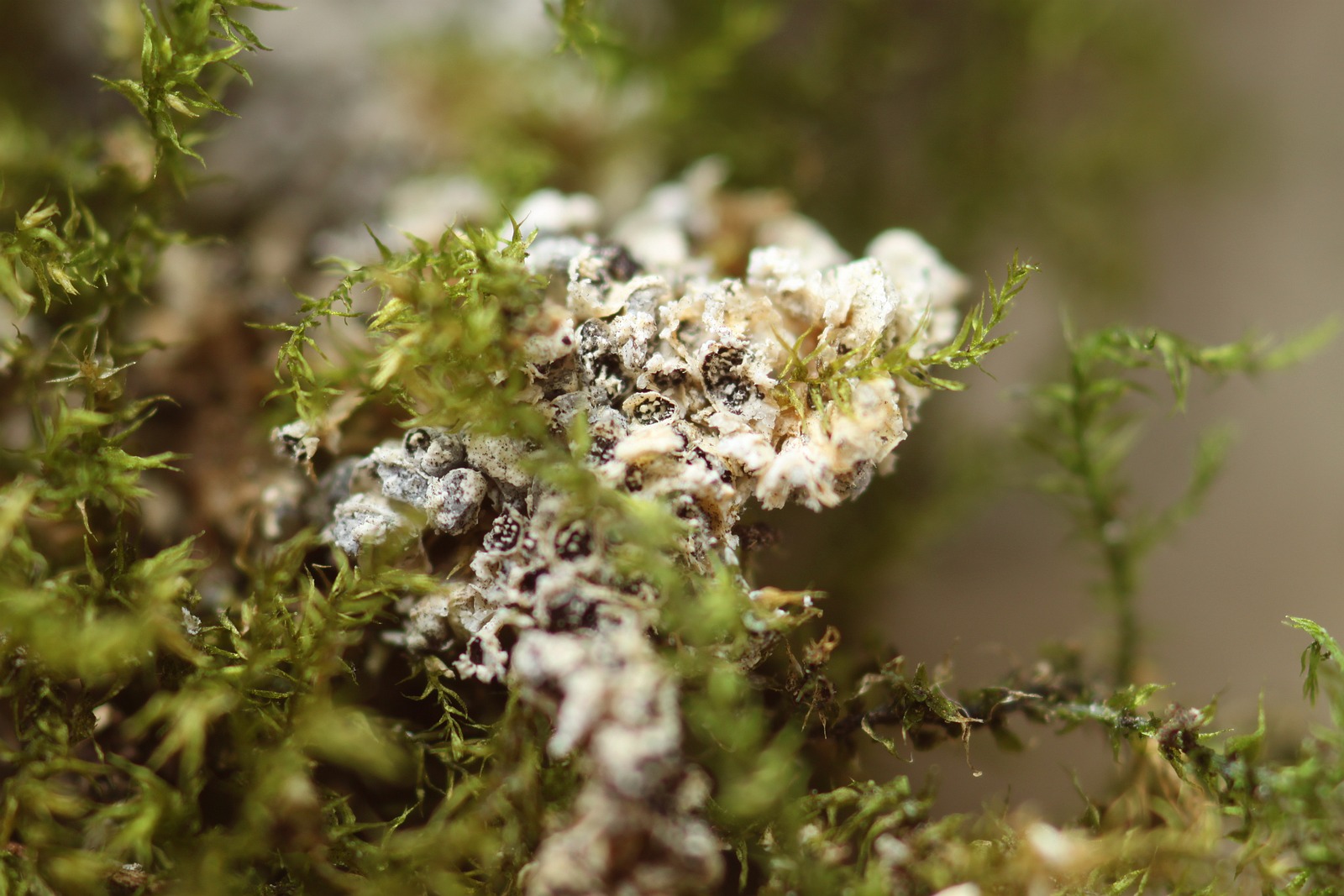 Physarum licheniforme (door Joke Broersen)